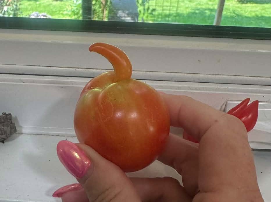 iN PHOTOS: Funny looking veggies crop up in Okanagan, Kamloops | iNFOnews.ca iN PHOTOS: Funny looking veggies crop up in Okanagan, Kamloops | iNFOnews.ca