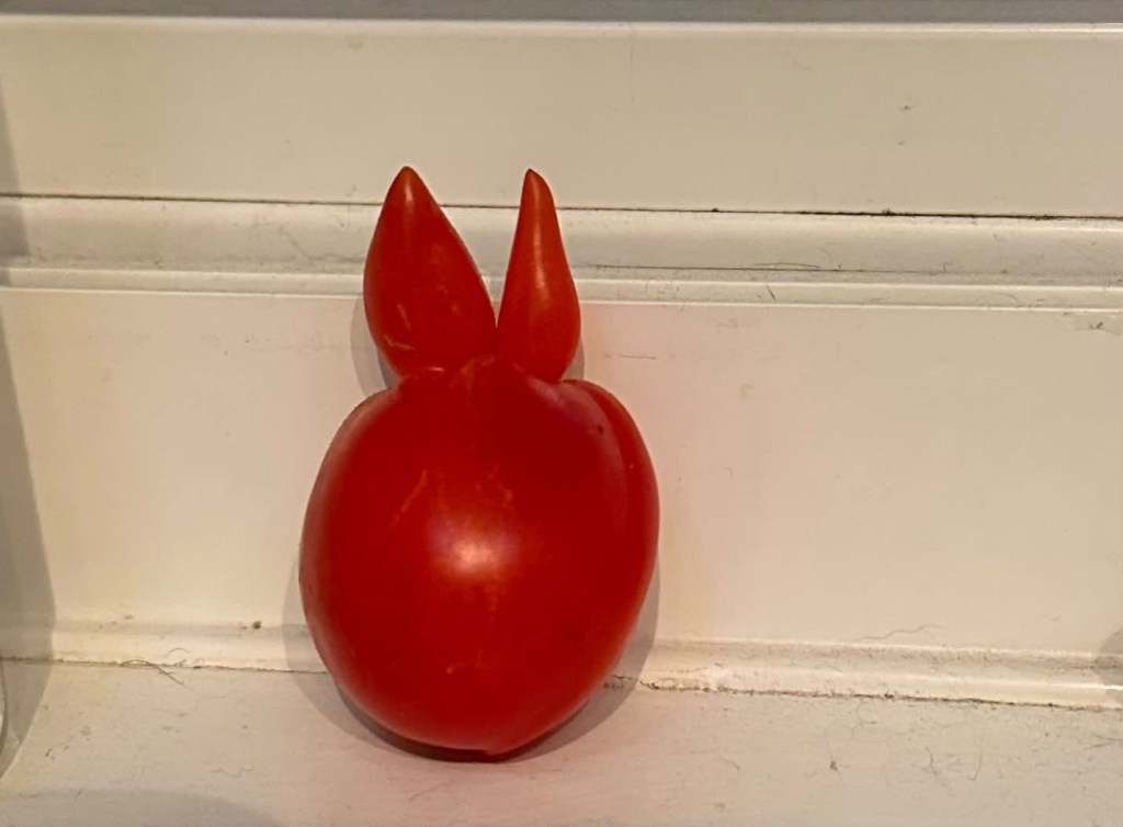iN PHOTOS: Funny looking veggies crop up in Okanagan, Kamloops | iNFOnews.ca iN PHOTOS: Funny looking veggies crop up in Okanagan, Kamloops | iNFOnews.ca
