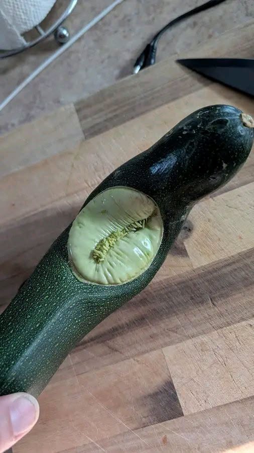 iN PHOTOS: Funny looking veggies crop up in Okanagan, Kamloops | iNFOnews.ca iN PHOTOS: Funny looking veggies crop up in Okanagan, Kamloops | iNFOnews.ca
