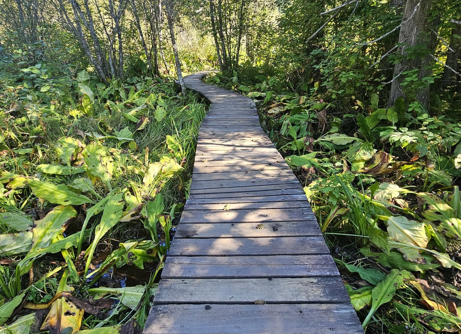 A boardwalk leads into leafy trees.