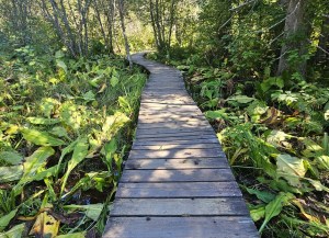 A boardwalk leads into leafy trees.
