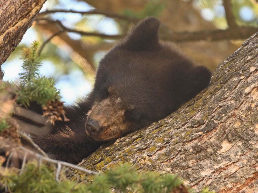 iN PHOTOS: Black bears lounge and snooze in Thompson-Okanagan trees | iNFOnews.ca iN PHOTOS: Black bears lounge and snooze in Thompson-Okanagan trees | iNFOnews.ca