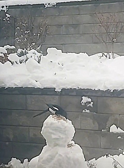 iN PHOTOS: Snowmen built with first winter snowfalls in Kamloops, Okanagan | iNFOnews.ca iN PHOTOS: Snowmen built with first winter snowfalls in Kamloops, Okanagan | iNFOnews.ca