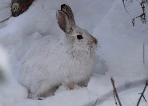 A white snowshoe hare sits in the snow.