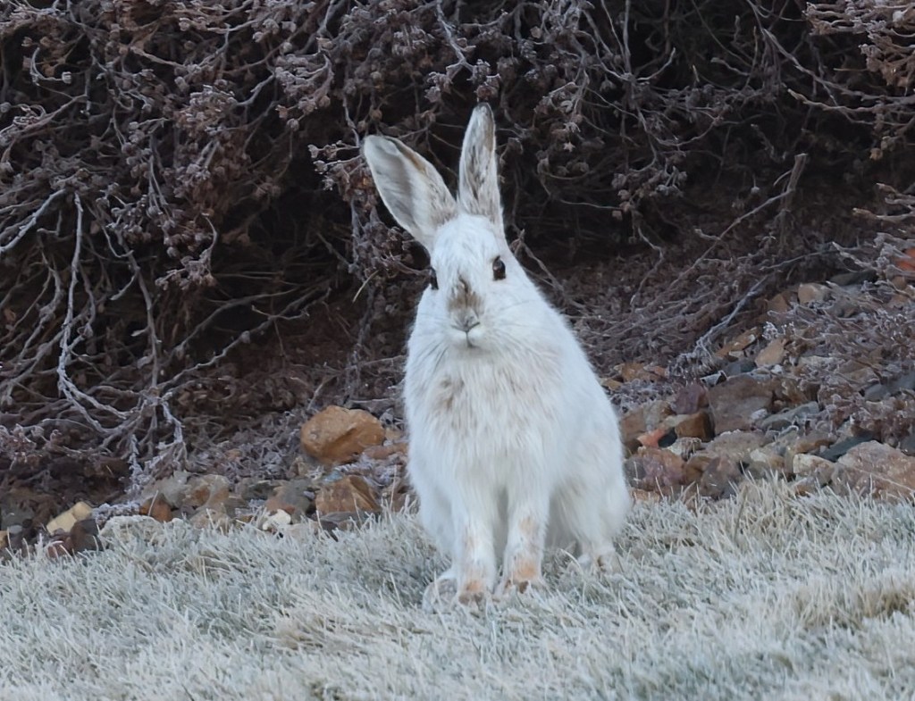 iN PHOTOS: Fun facts about snowshoe hares in Okanagan, Kamloops | iNFOnews.ca