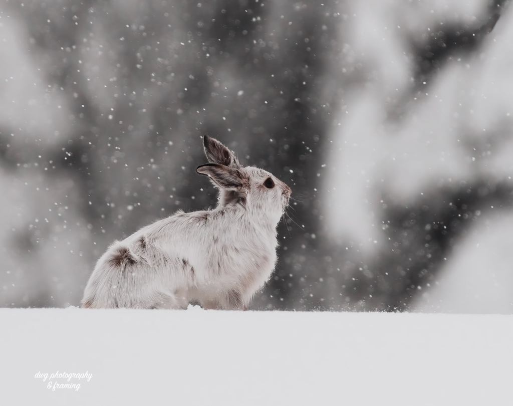 iN PHOTOS: Fun facts about snowshoe hares in Okanagan, Kamloops | iNFOnews.ca