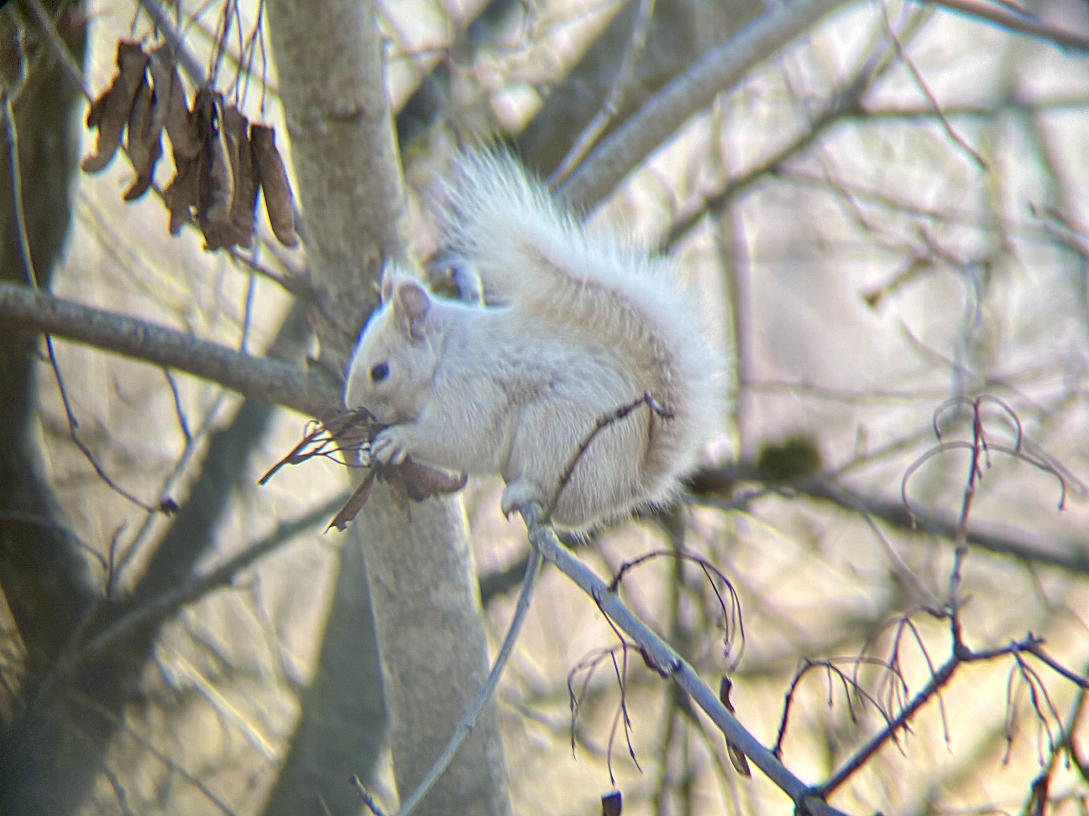A white squirrel perches on a tree limb.