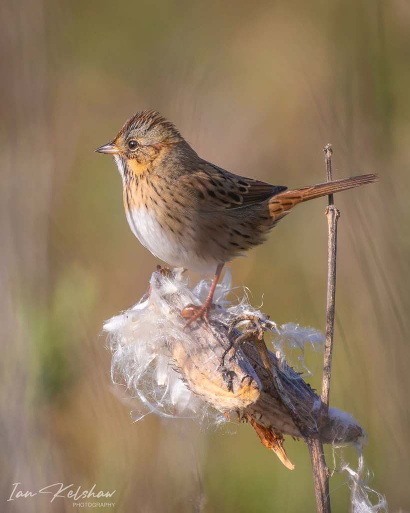 iN PHOTOS: Tiny sparrows use big tactics to survive and thrive | iNFOnews.ca