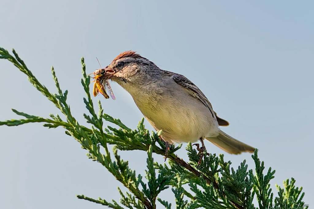 iN PHOTOS: Tiny sparrows use big tactics to survive and thrive | iNFOnews.ca