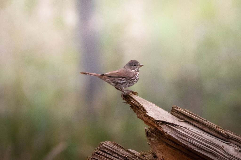 iN PHOTOS: Tiny sparrows use big tactics to survive and thrive | iNFOnews.ca