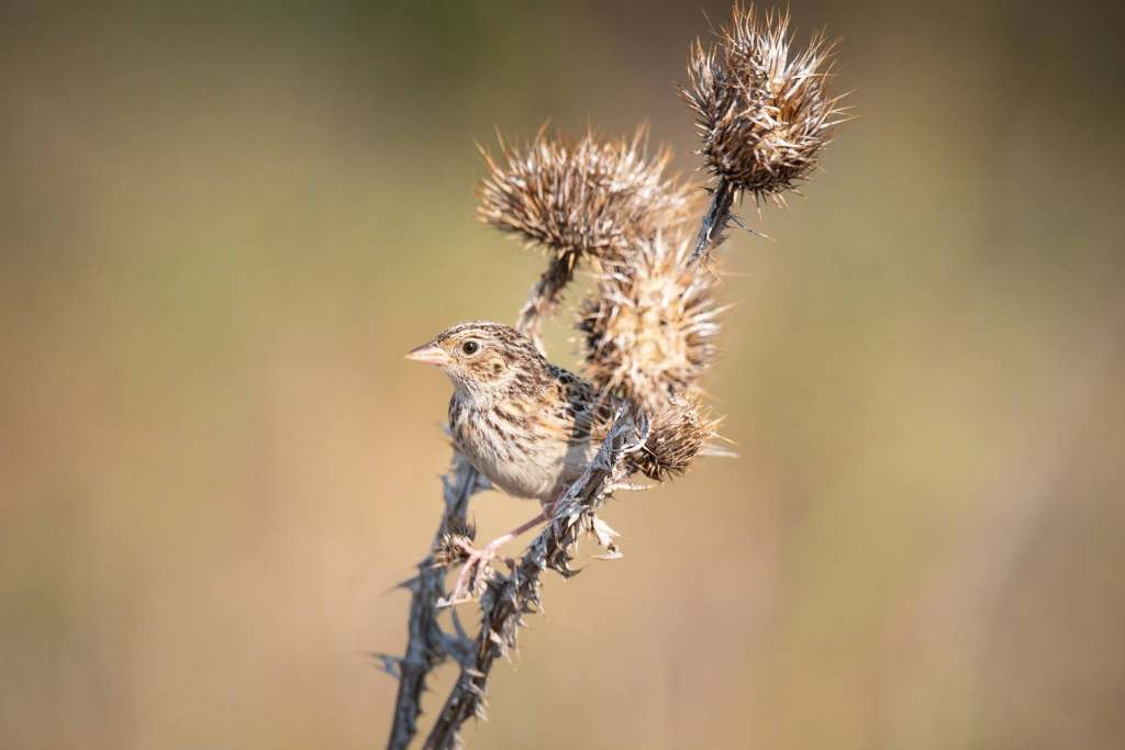 iN PHOTOS: Tiny sparrows use big tactics to survive and thrive | iNFOnews.ca