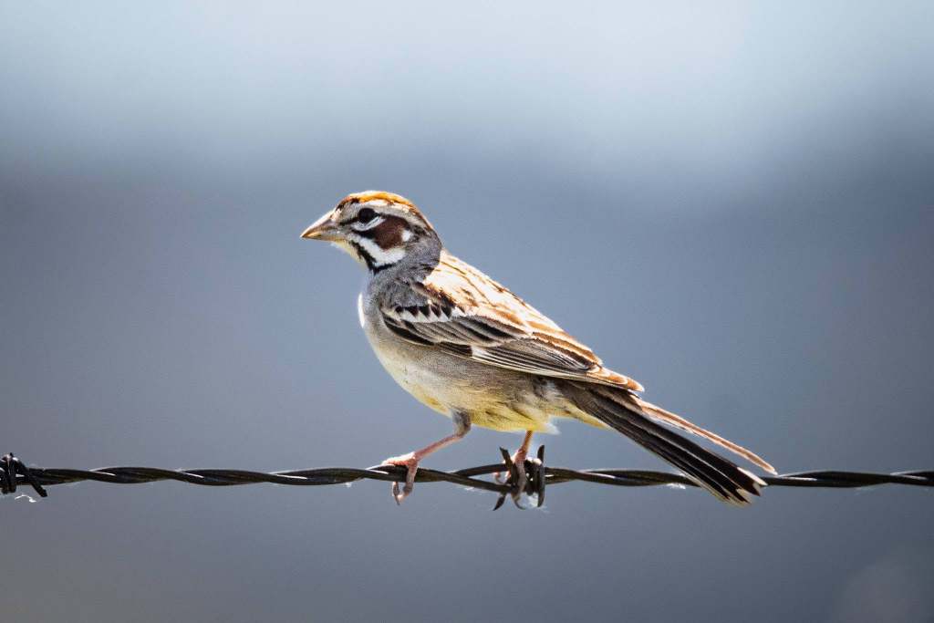 iN PHOTOS: Tiny sparrows use big tactics to survive and thrive | iNFOnews.ca