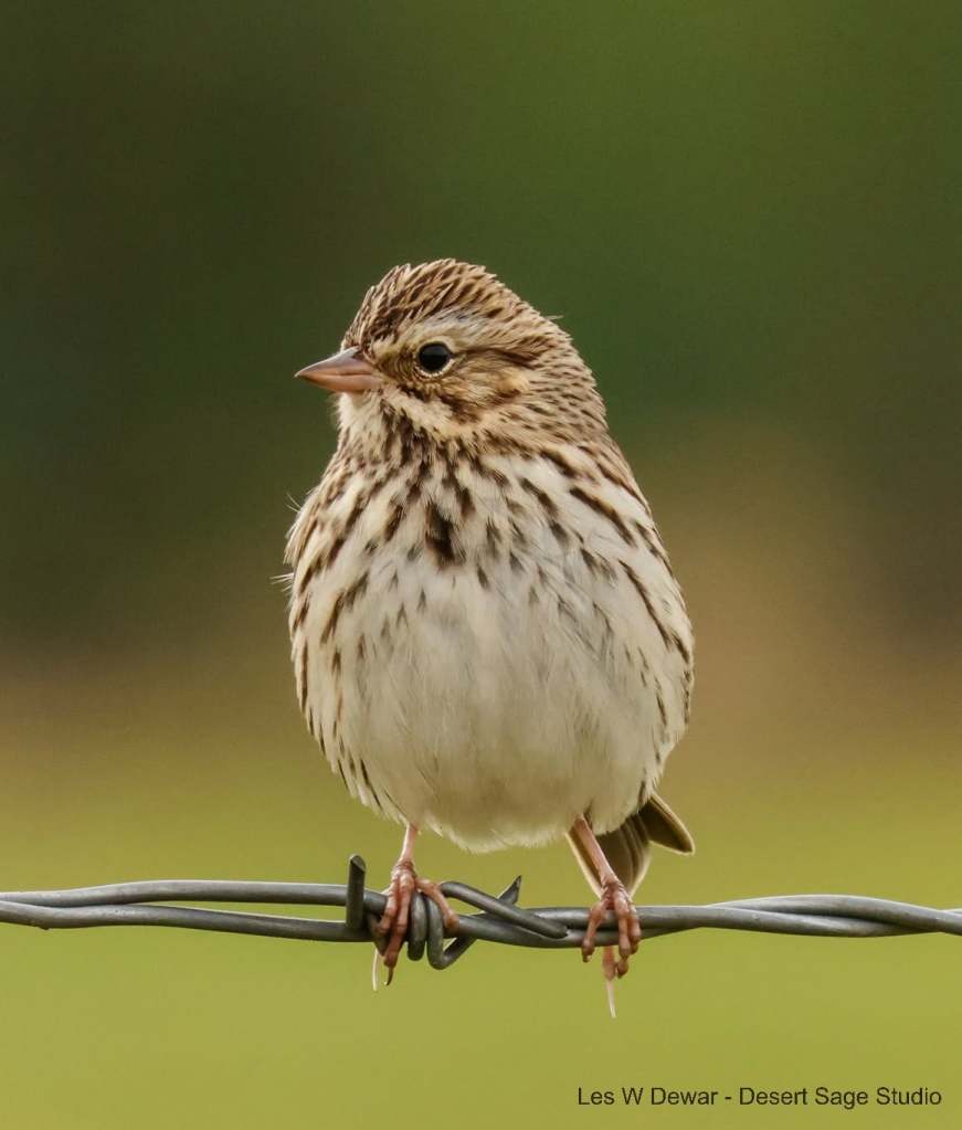 iN PHOTOS: Tiny sparrows use big tactics to survive and thrive | iNFOnews.ca