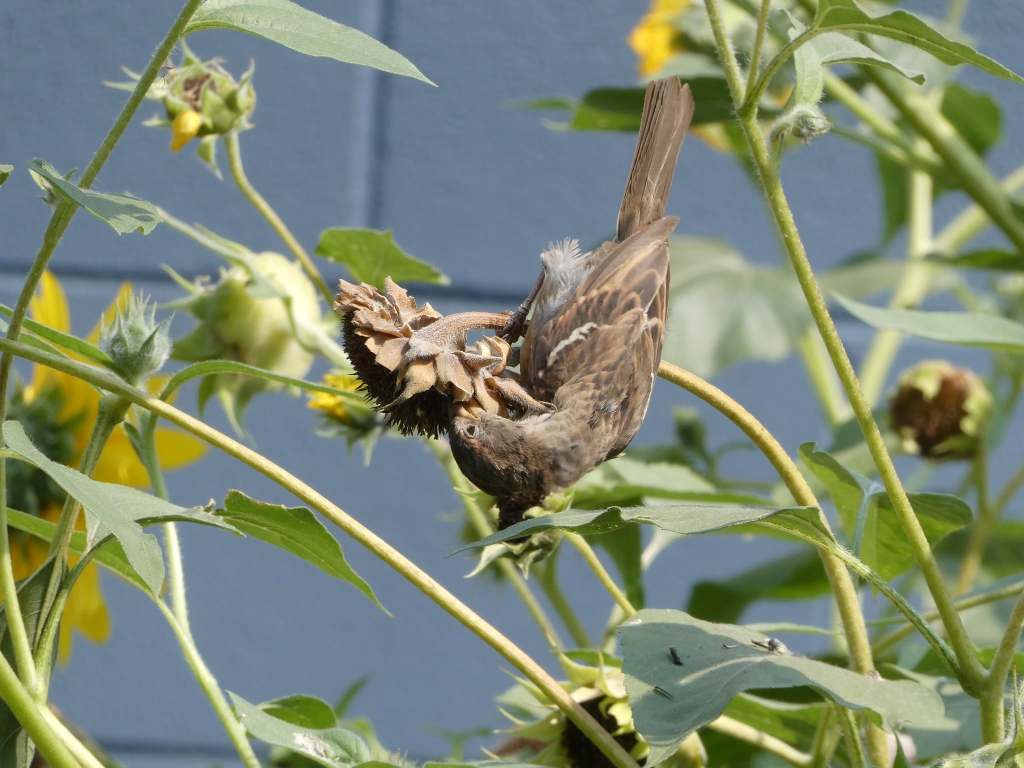 iN PHOTOS: Tiny sparrows use big tactics to survive and thrive | iNFOnews.ca