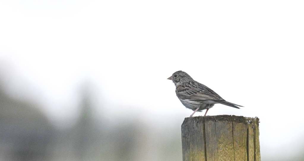 iN PHOTOS: Tiny sparrows use big tactics to survive and thrive | iNFOnews.ca