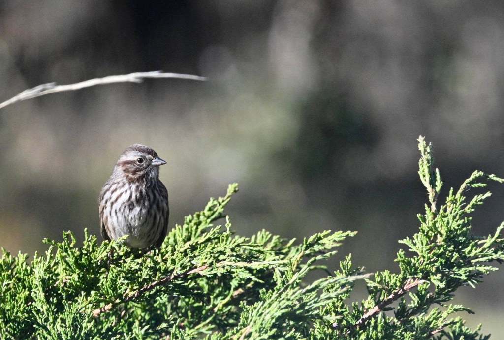 iN PHOTOS: Tiny sparrows use big tactics to survive and thrive | iNFOnews.ca