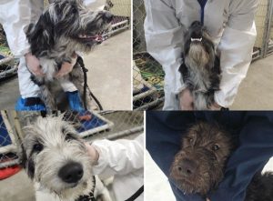 Four individual photos dogs, side by side, at the SPCA.