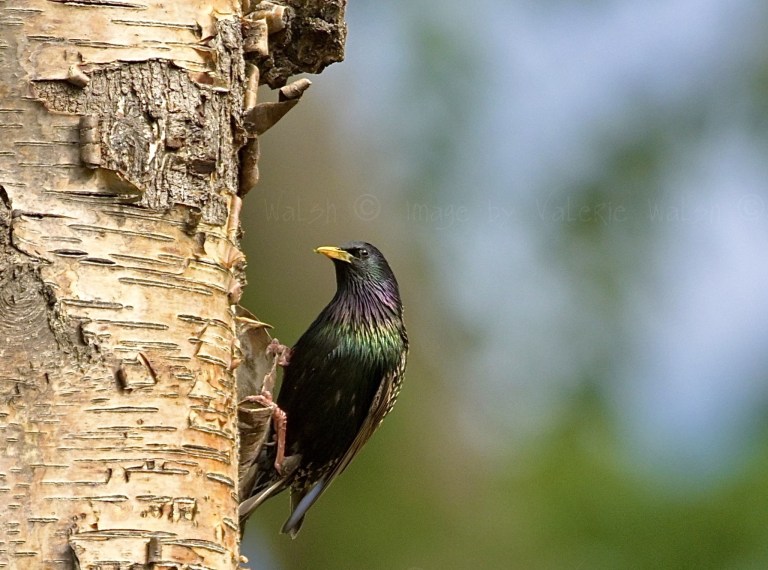 A starling clings to the trunk of a tree.