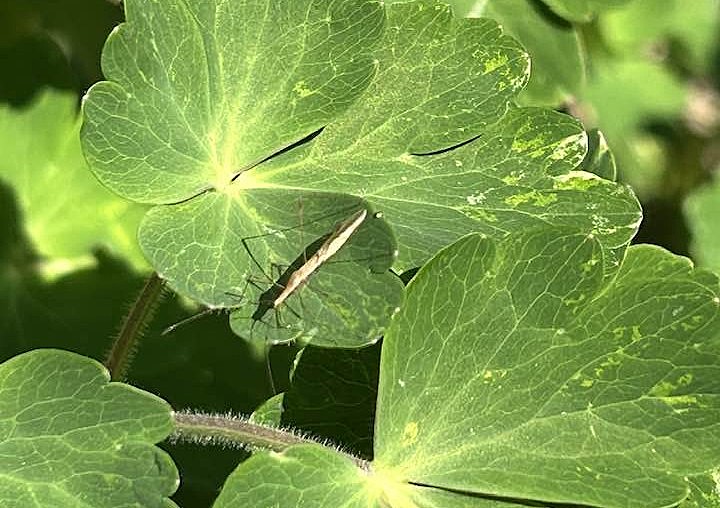 iN PHOTOS: Bizarre looking insects emerge in Thompson-Okanagan | iNFOnews.ca