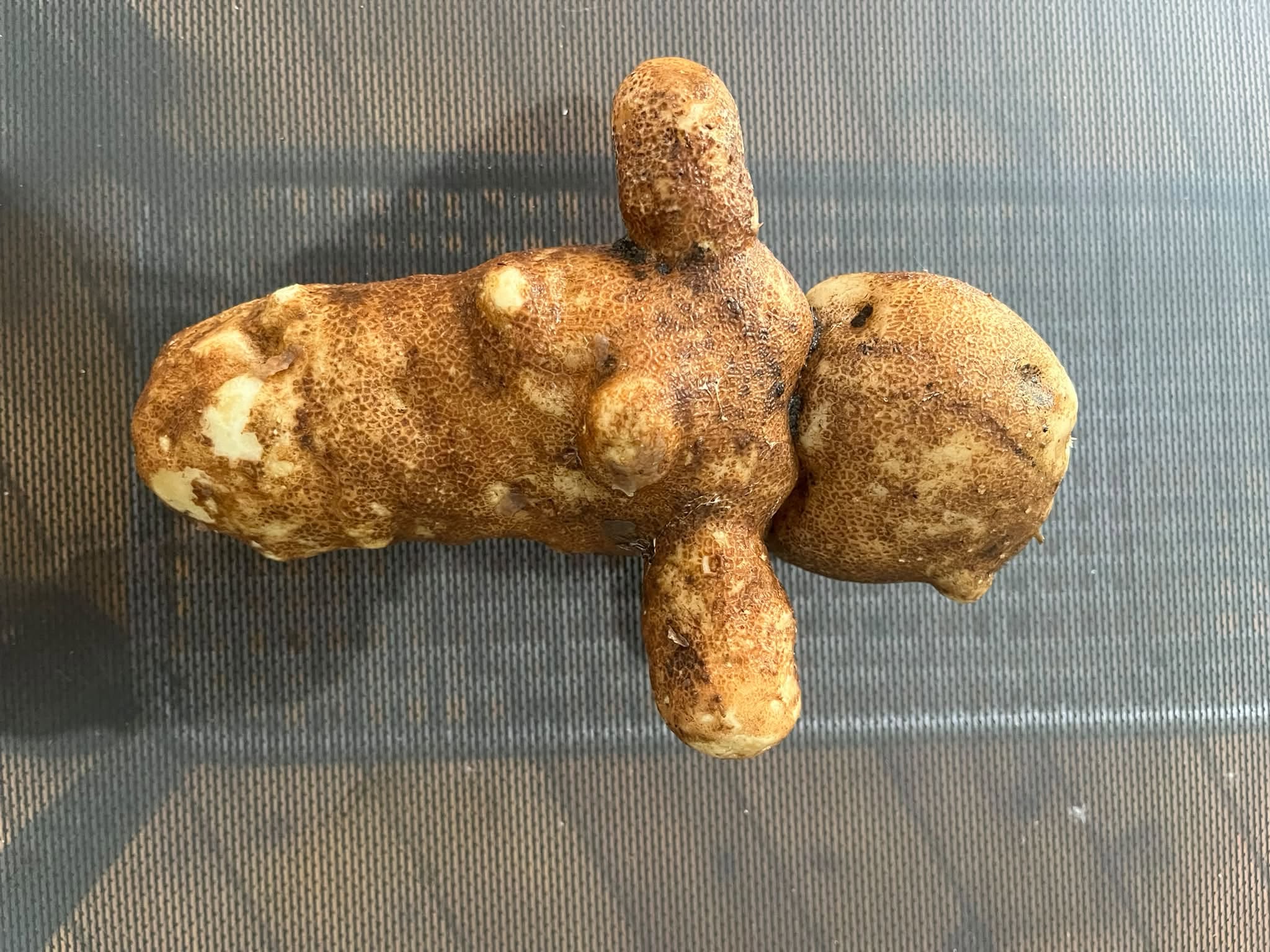 A potato is shaped like a voodoo doll.