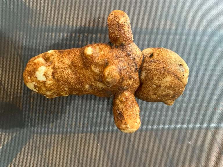 A potato is shaped like a voodoo doll.