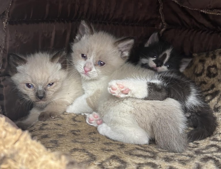 Local business owner teams up with Okanagan Humane Society to save Rutland kittens | iNFOnews.ca