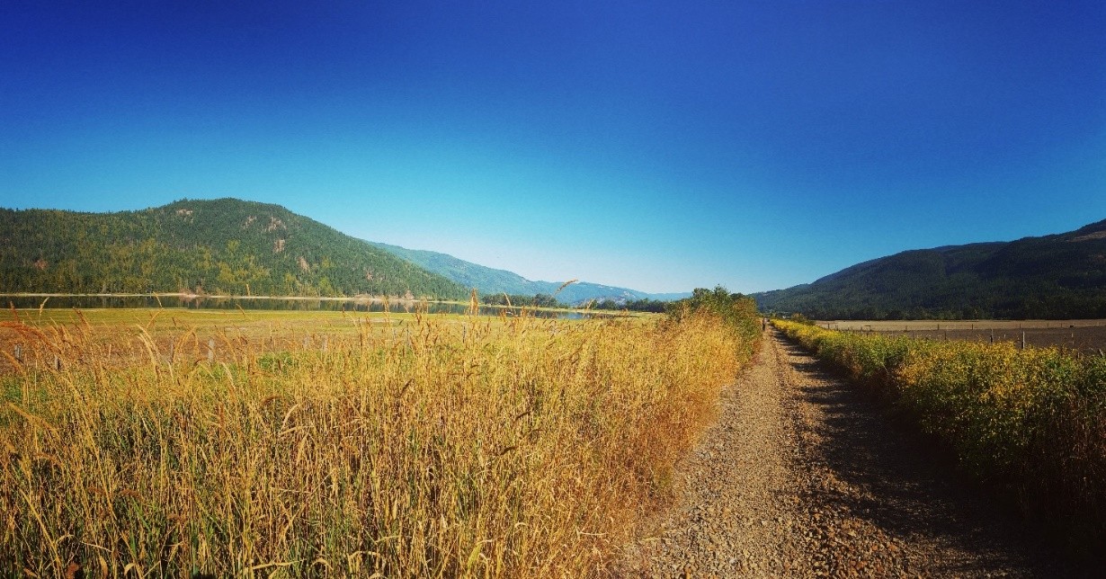 A field with a path going through it and a clear blue sky.