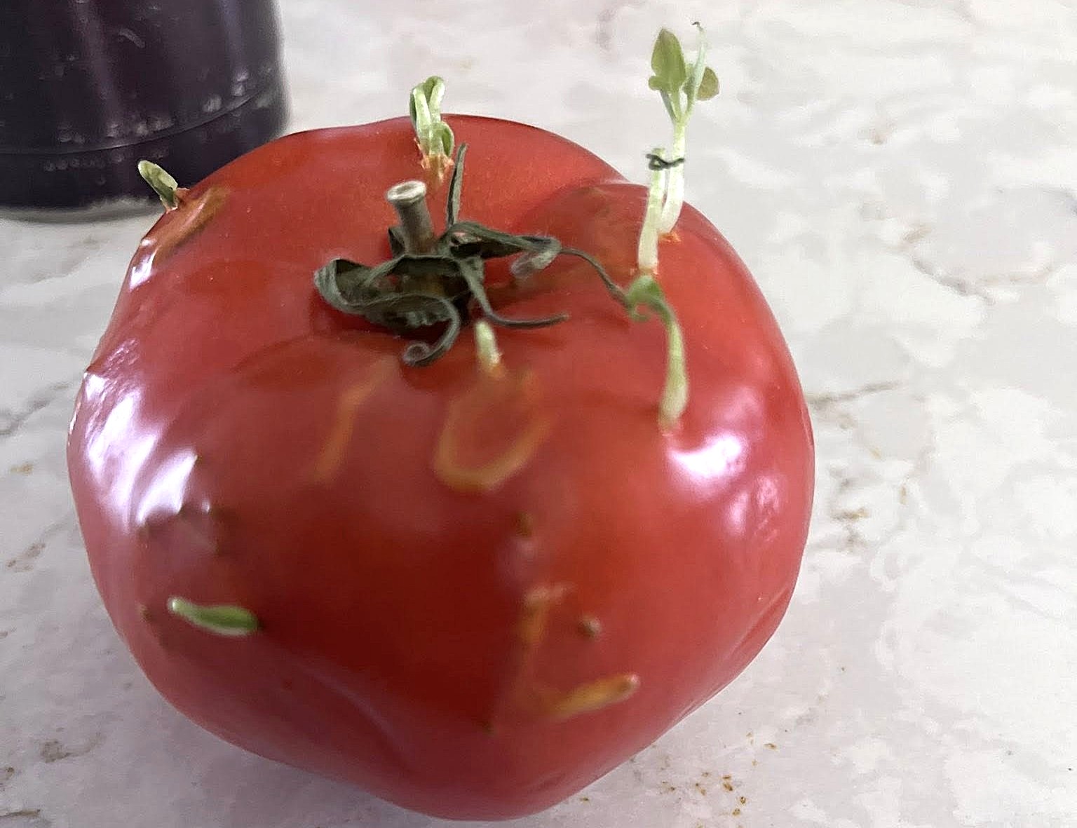 A ripe tomato has sprouts growing out of it from the inside.