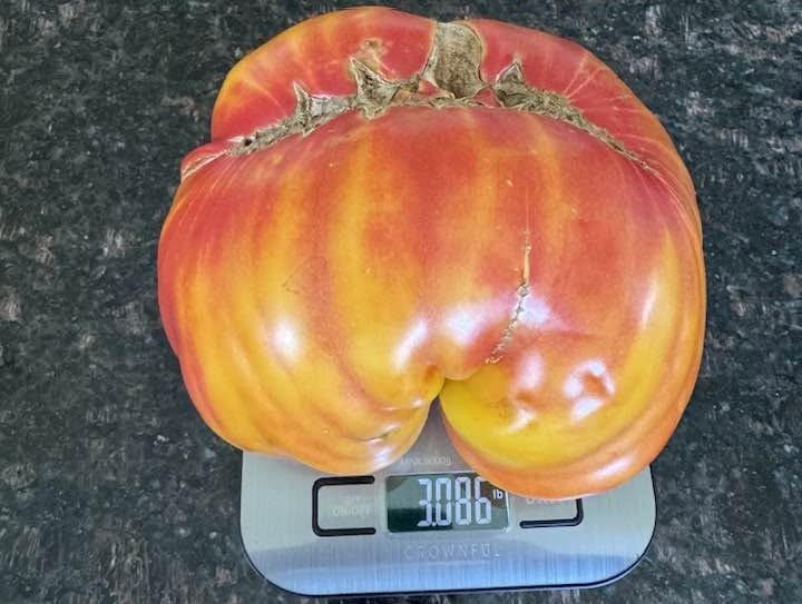 A massive tomato is on a scale.