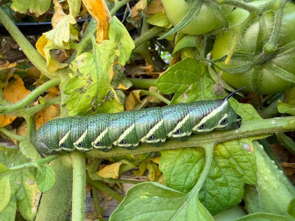 iN PHOTOS: Five caterpillars eating gardens in the Thompson-Okanagan | iNFOnews.ca iN PHOTOS: Five caterpillars eating gardens in the Thompson-Okanagan | iNFOnews.ca