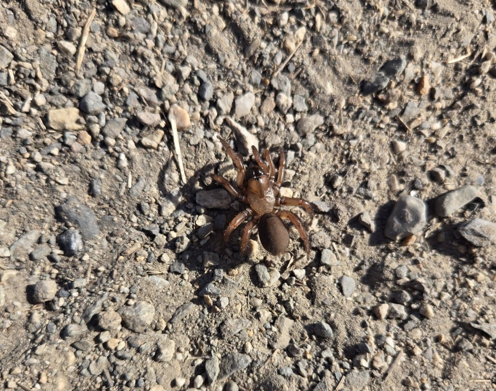 iN PHOTOS: Bizarre looking insects emerge in Thompson-Okanagan | iNFOnews.ca