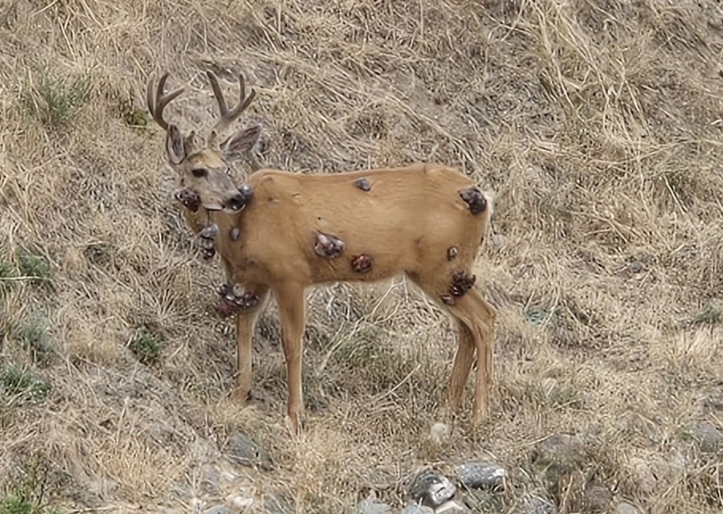 A mule deer buck is covered with tumours.