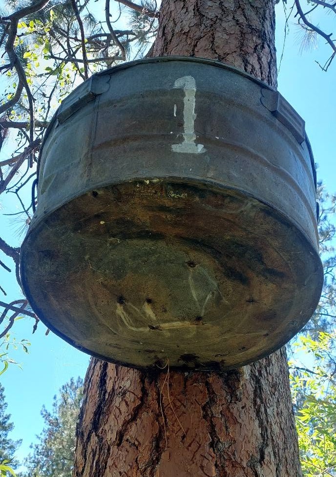 Why old washtubs can be found hanging from trees in the Okanagan | iNFOnews.ca