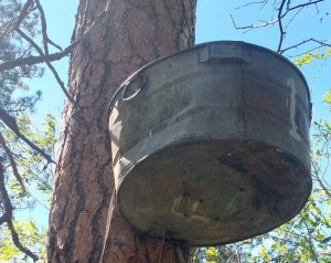 A washtub is attached high up on a pine tree.