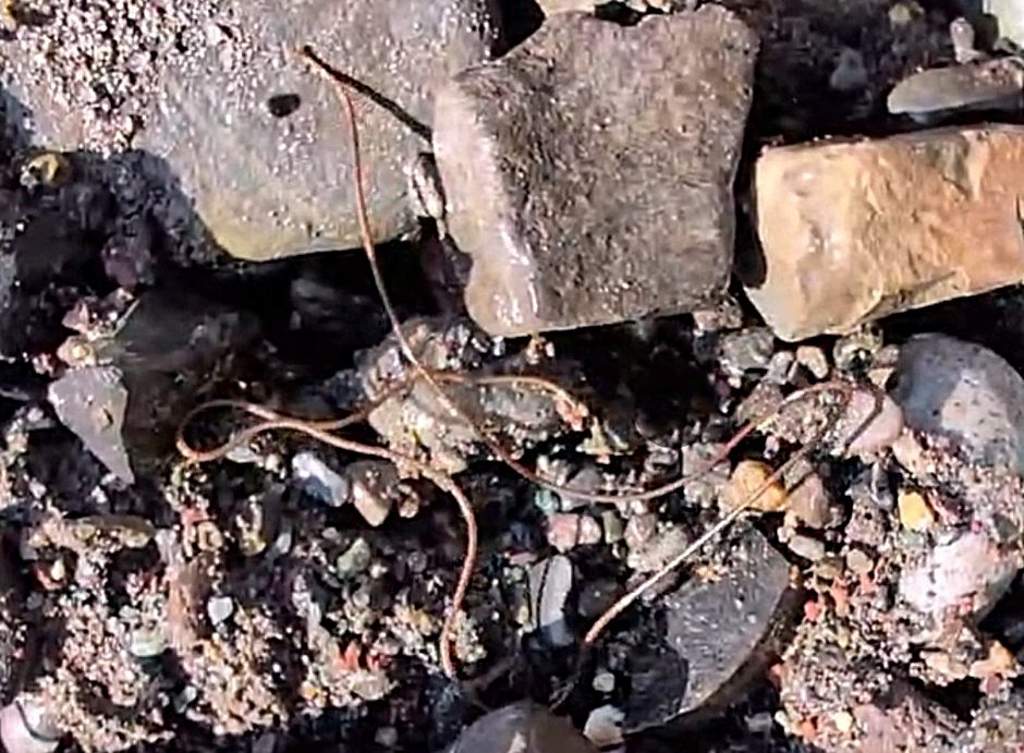 iN VIDEO: Kamloops panner finds weird, wiry worm at local creek