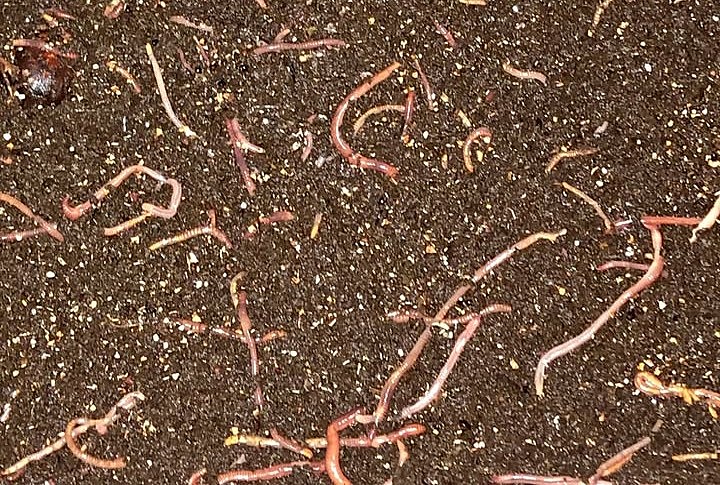 Several earthworms are seen in the soil.
