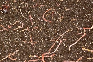 Several earthworms are seen in the soil.